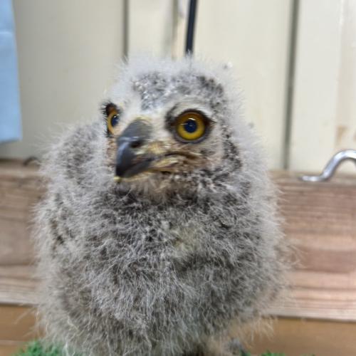 2026-04-21入荷 アフリカワシミミズクの販売情報イメージ2